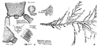 Common Coralline