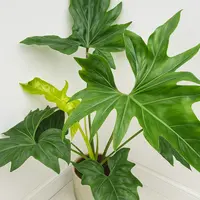 Tree Philodendron (Philodendron 'African Fantasy') plant