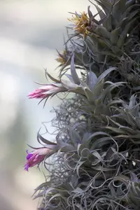 Tillandsia nana