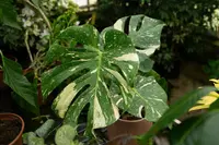 Monstera deliciosa 'Thai Constellation'
