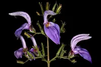 Brillantaisia cicatricosa