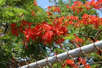 Delonix regia