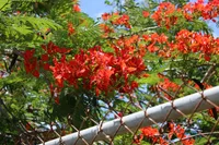 Delonix regia