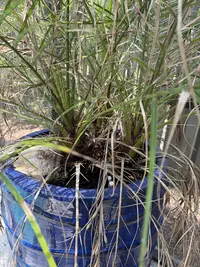 Pygmy Date Palm photo by a Botan App user