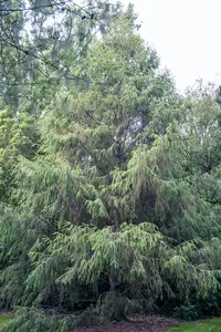 Sargent's Spruce