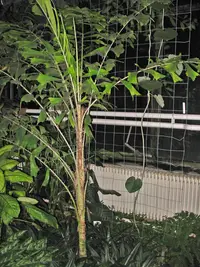 Aiphanes horrida (Aiphanes horrida) plant