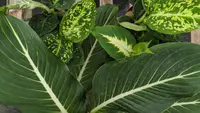 Dumbcane