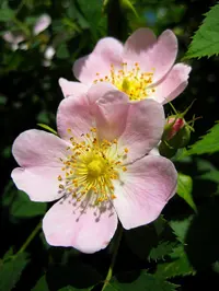 dog rose