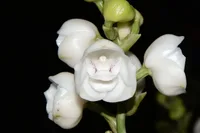 Dove orchid
