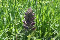 Acanthus hirsutus