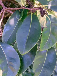 Clustered Persimmon (Diospyros fasciculosa) plant