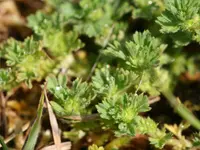 Parsley Piert