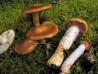 blue-girdled webcap (Cortinarius collinitus) plant