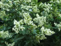 California privet