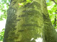 Ascodichaena rugosa