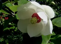 Oyama Magnolia