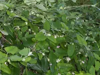 white bladderflower