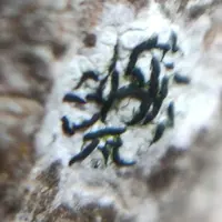 Worm Lichen