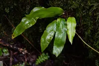 Elaphoglossum hybridum plant