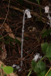 Indianpipe (Monotropa uniflora) plant