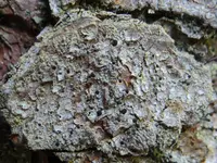 spike lichen