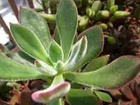 Red Echeveria