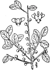 inkberry