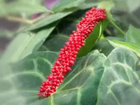Anthurium crystallinum
