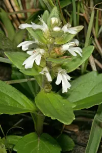 bugle plant