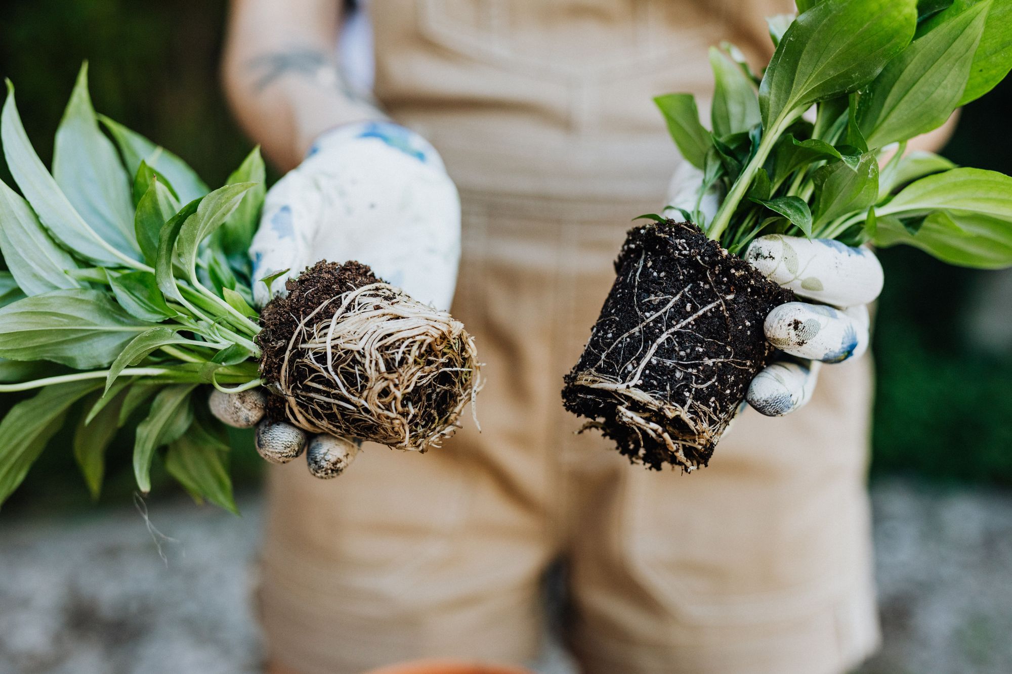 How to Tell if Roots Are Dead