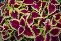 Painted Nettle