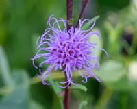 Rocky Mountain blazing star (Liatris ligulistylis) plant