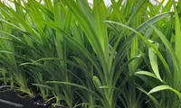 Pandanus amaryllifolius
