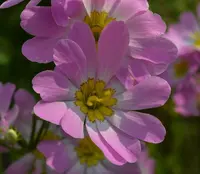 Plymouth rose gentian (Sabatia kennedyana) plant
