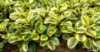 Peperomia obtusifolia in the garden