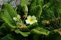 Primula obconica
