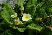 Primula obconica