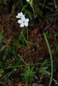 Obtuse-leaved Rock-jasmine (Androsace obtusifolia) plant