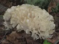 Eastern cauliflower mushroom