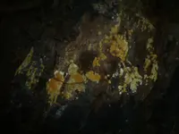 Botryobasidium aureum