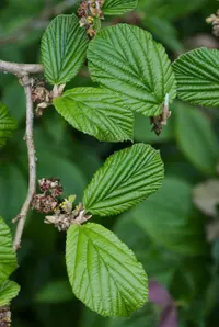 Ozark witchhazel