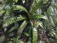 Guzmania musaica