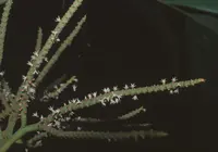 Geonoma congesta (Geonoma congesta) plant