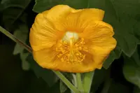 Abutilon angulatum
