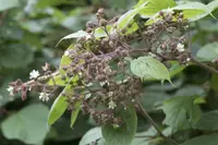 Rubus caucasicus (Rubus caucasicus) plant