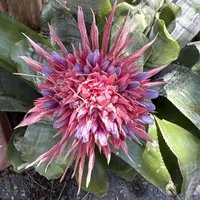 Urn plant photo by a Botan App user