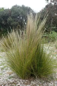 coastal immorality grass