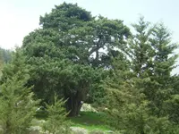 Italian Cypress