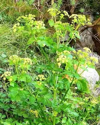 Alexanders
