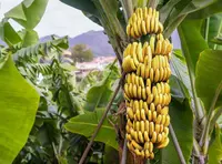 Cavendish Banana
